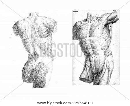 Анатомия мышц рисунок Анатомия мышц рисунок