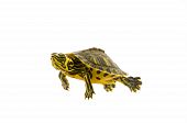image of over white  - Photograph of a baby turtle - JPG 