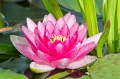 pic of dust wrapper  - This is a beautiful water lily background - JPG 