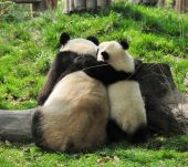 stock photo of medical doctors  - Giant Panda and baby hugging in Chengdu Breeding centre China - JPG 