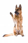 picture of dog  - playful german shepherd dog isolated on a white background - JPG 