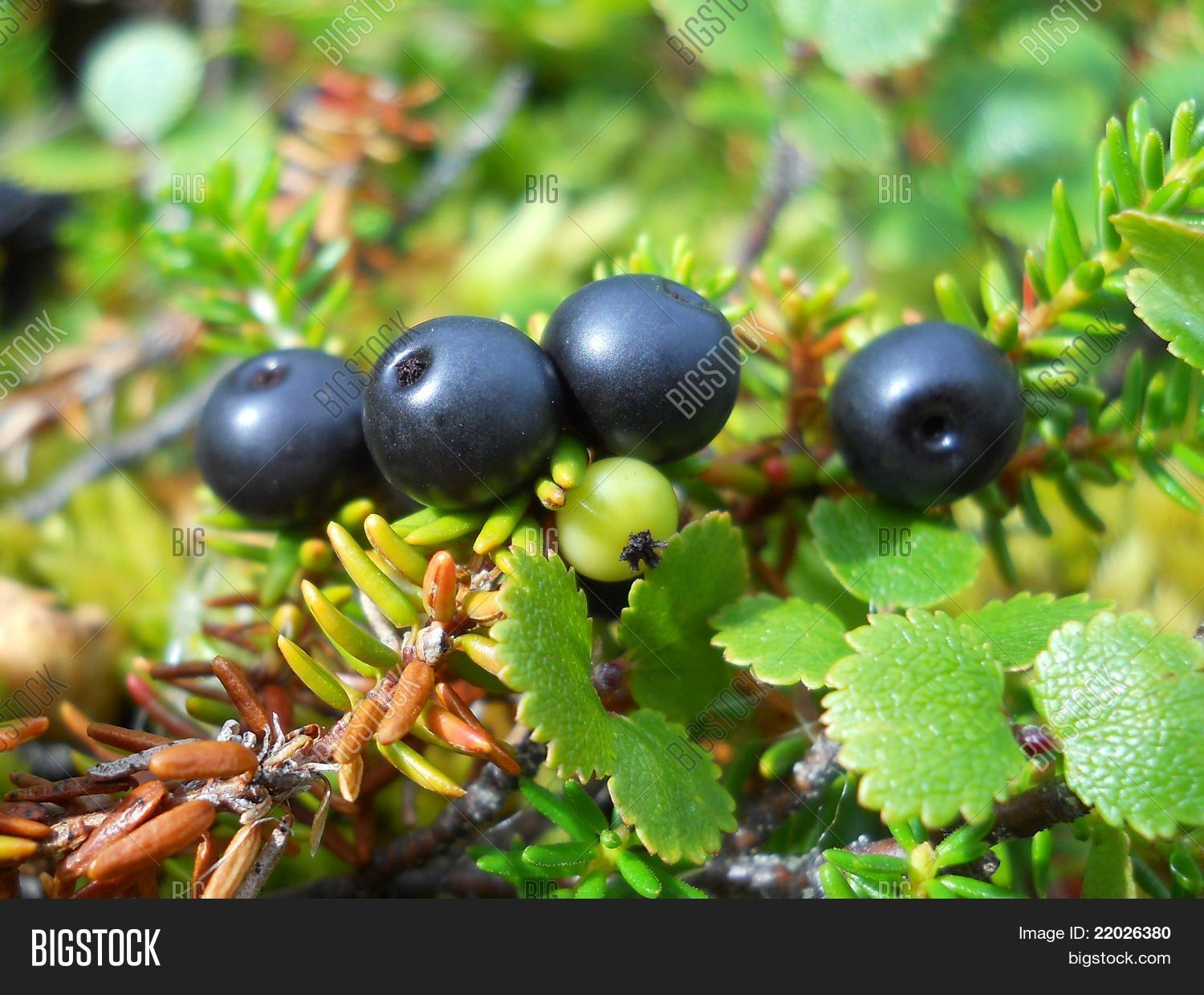 Wild Alaskan Blackberry Image & Photo Bigstock