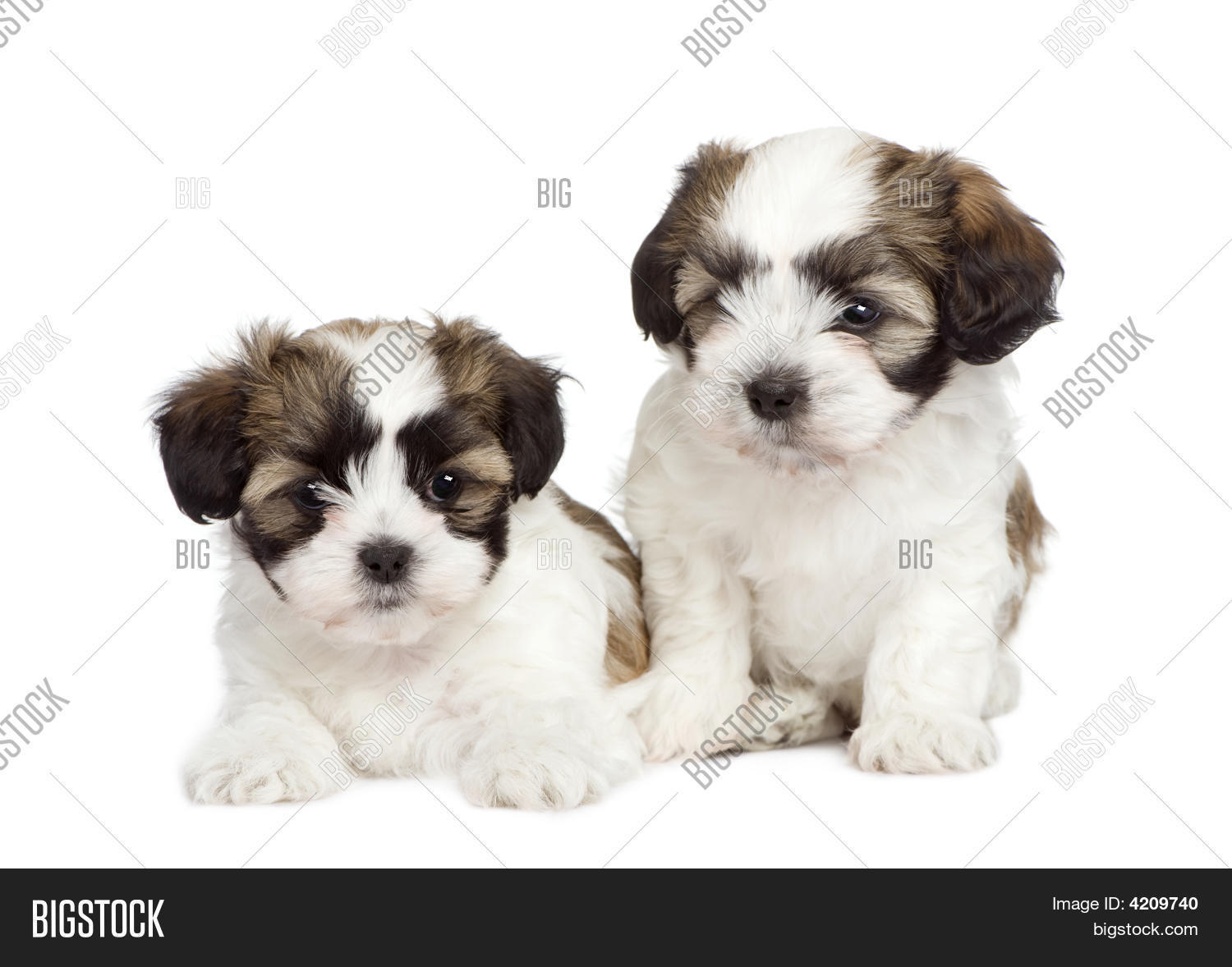 maltese puppies for sale in michigan maltese poodle mix puppies for sale in michigan maltese puppies for sale in michigan maltese poodle mix puppies for sale in michigan