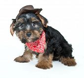 yorkie cowboy cut yorkie images pictures and photos yorkie cowboy cut yorkie images pictures and photos