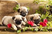 foto of animals  - pug puppies and flowers in retro backgraun - JPG 