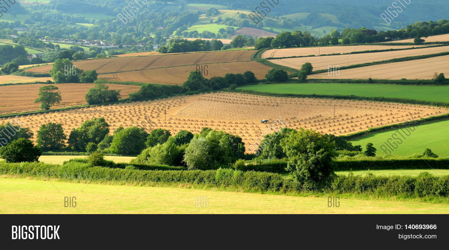 Farmland East Devon AONB (Area Image & Photo Bigstock