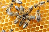 stock photo of leadership  - Bees inside a beehive with some dancing bees - JPG 