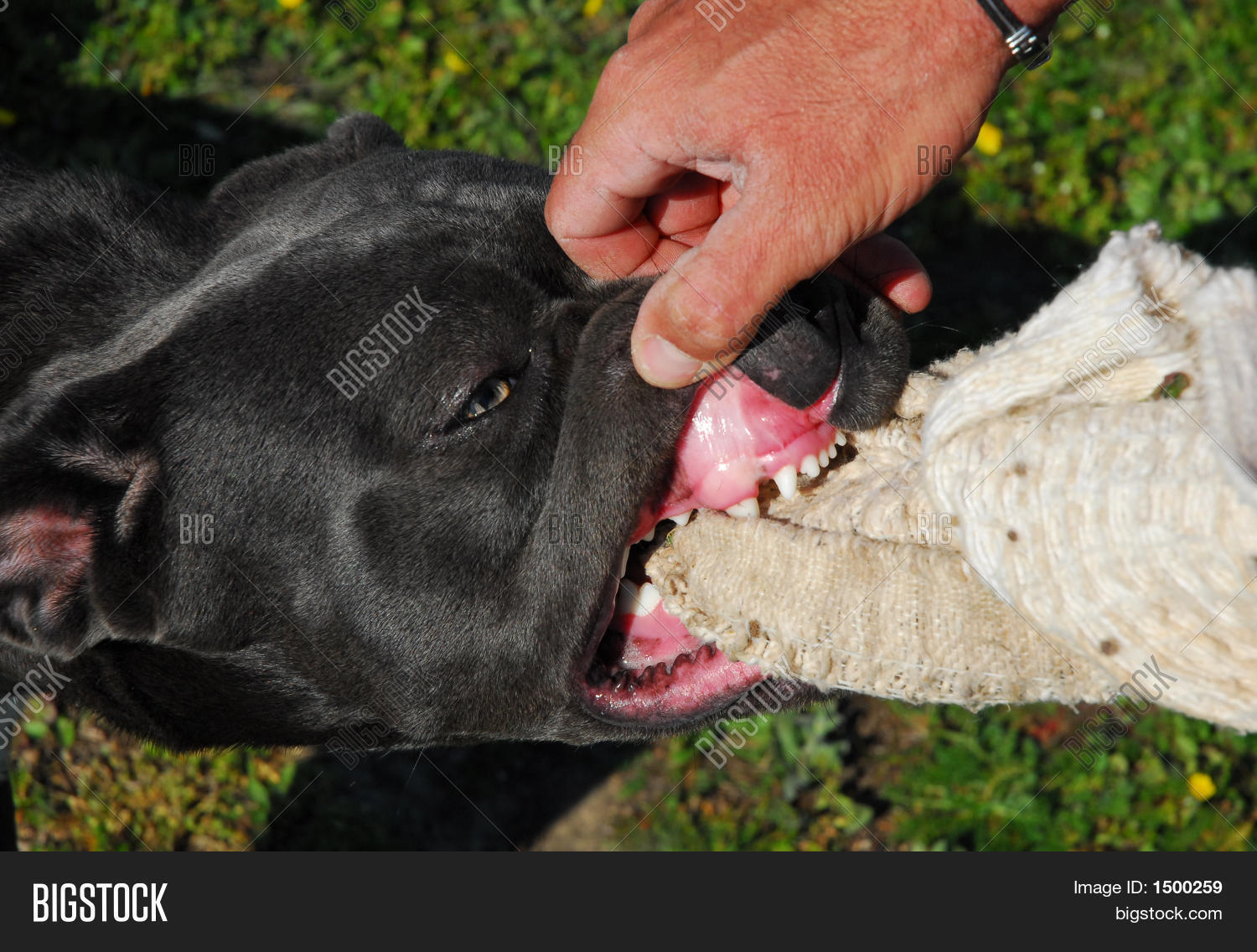 Dangerous Cane Corso Image & Photo Bigstock