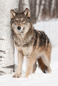 picture of animals  - Grey Wolf  - JPG 