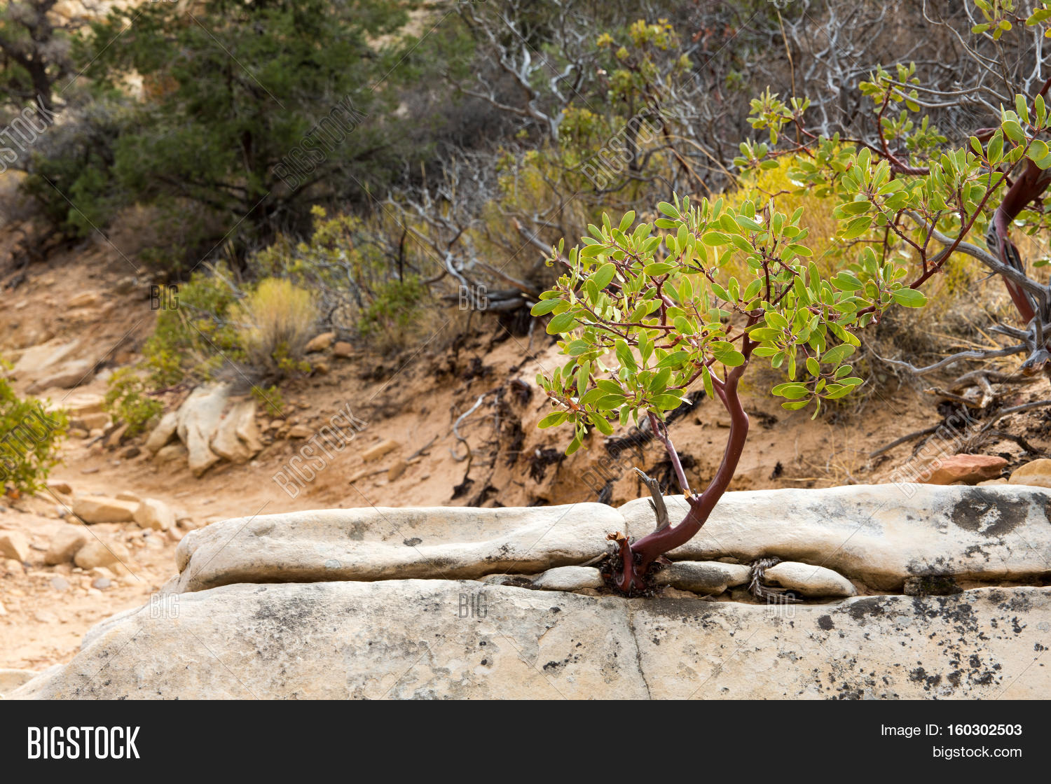 Young Manzanita Tree Growing Rock Image & Photo Bigstock