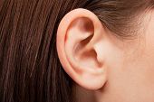picture of organ  - Human ear closeup - JPG 