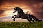 image of sunset  - Beautiful black friesian stallion running gallop on the field on sunset - JPG 