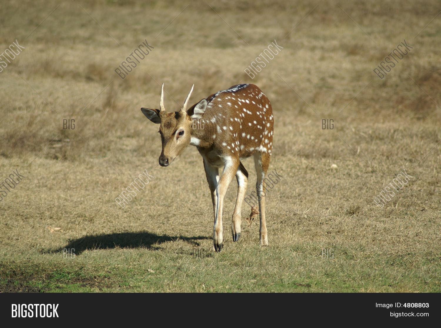 Young Axis Spike Buck Image & Photo Bigstock