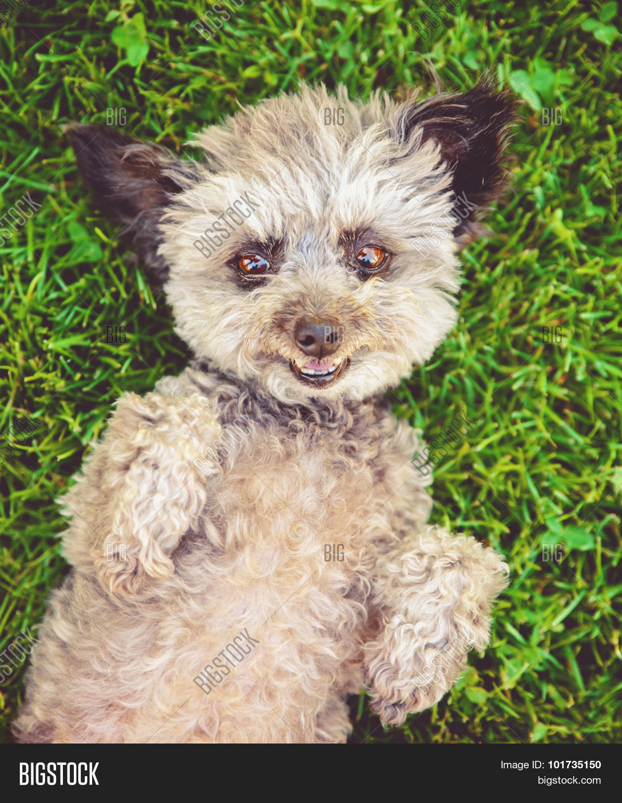 how much does a yorkie chihuahua mix cost a poodle mixed with a chihuahua dogs in our photo how much does a yorkie chihuahua mix cost a poodle mixed with a chihuahua dogs in our photo