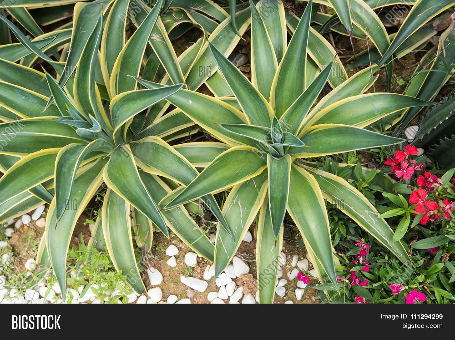 Sharp pointed agave plant leaves Stock Photo &amp; Stock