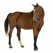 stock photo of horse  - horse in front of a white background - JPG 