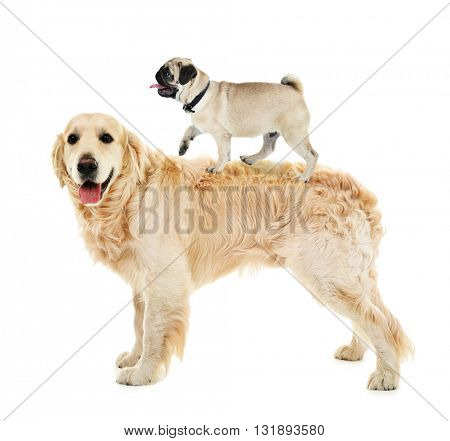 pug or golden retriever pug on golden retriever image photo bigstock pug or golden retriever pug on golden retriever image photo bigstock
