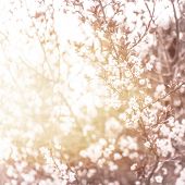 image of nature  - Photo of beautiful cherry blossom - JPG 