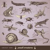 picture of animals  - vector set - JPG 