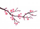 image of time  - Vector Cherry blossom in spring time - JPG 