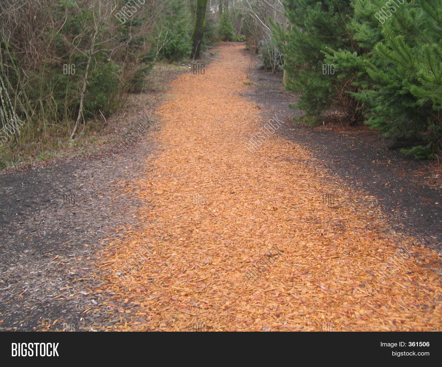 Wood Chip Trail Image & Photo Bigstock