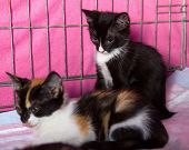 image of animals  - Two homeless kittens in a cage in the animal shelter - JPG 