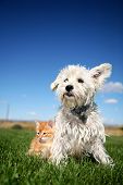 picture of dog  - A six week old kitten and a white terrier on lawn - JPG 