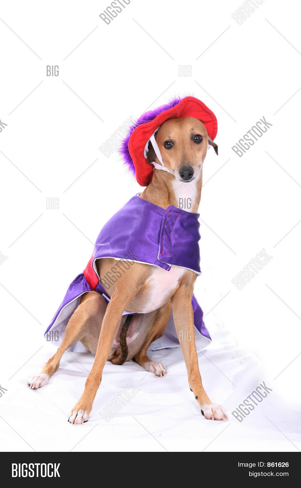 Italian Greyhound in Funny Costume Stock Photo & Stock Images Bigstock