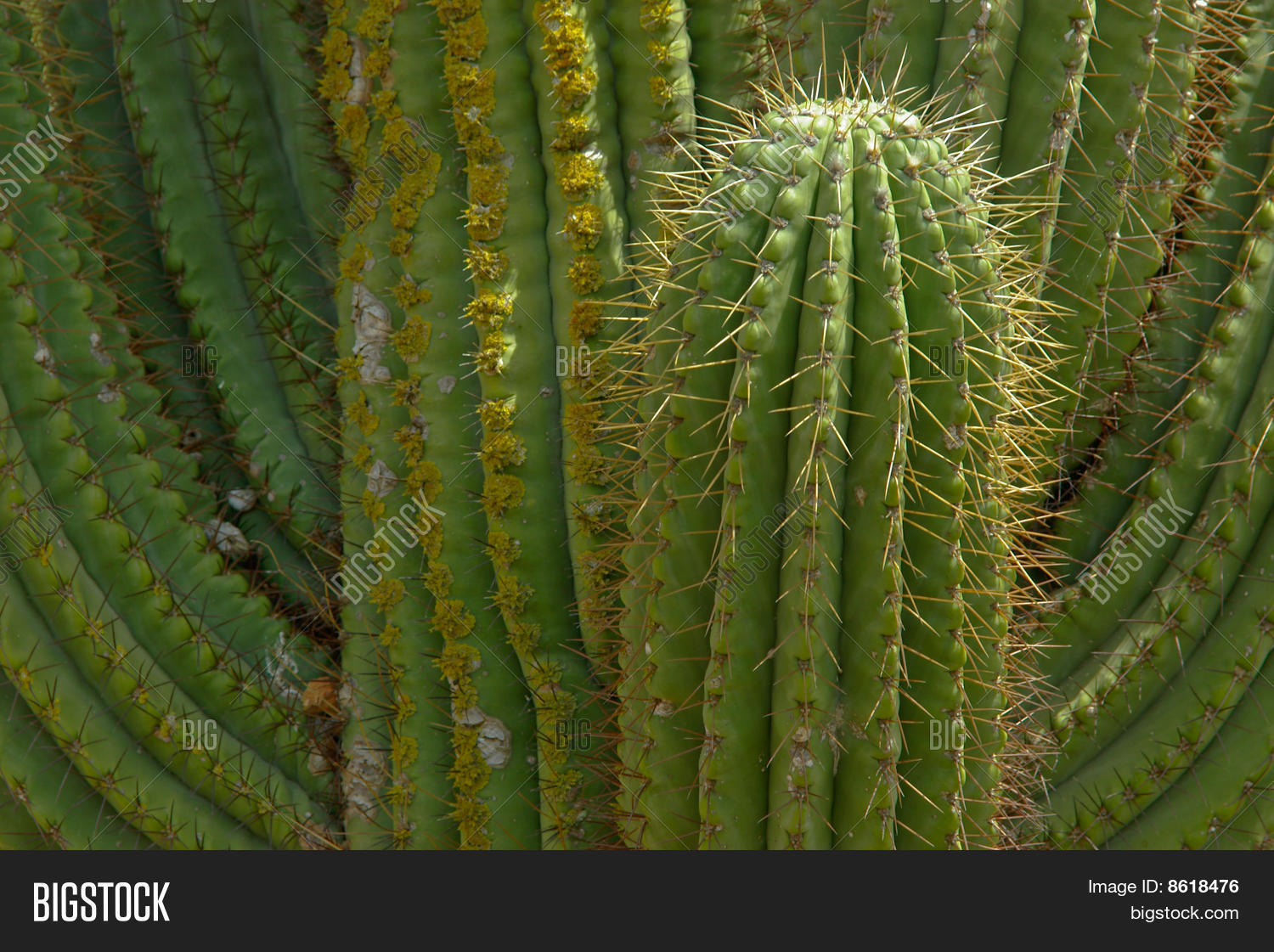 Few Thick Stems Cactus Close Image & Photo Bigstock