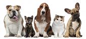stock photo of group  - Group of cats and dogs in front of white background - JPG 