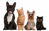 picture of animals  - Group of cats and dogs sitting in front of white background - JPG 