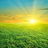 foto of sunset  - green field and beautiful sunset landscape summer - JPG 