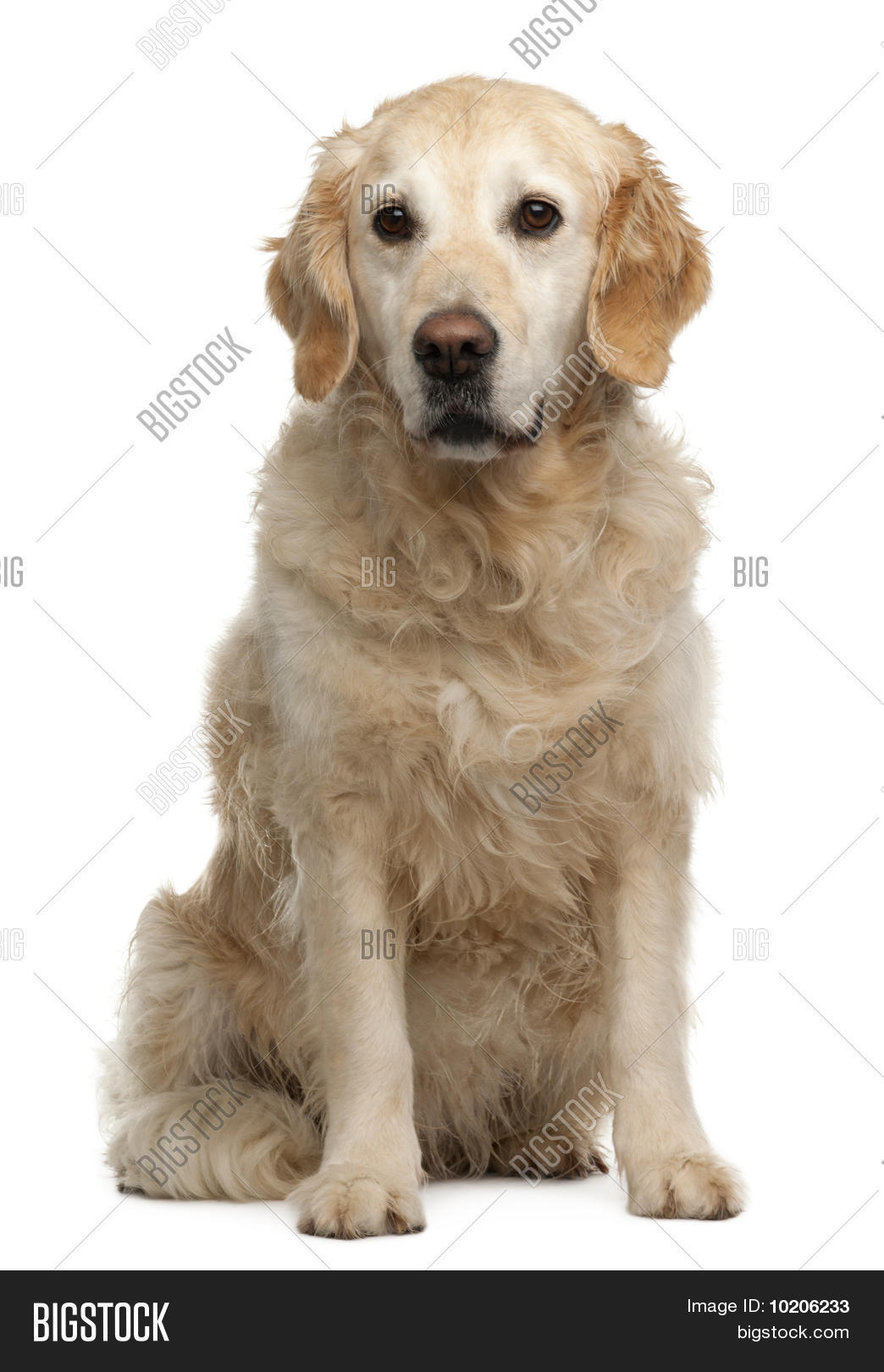 6 year golden retriever golden retriever 6 years sitting in front of white background stock photo 6 year golden retriever golden retriever 6 years sitting in front of white background stock photo
