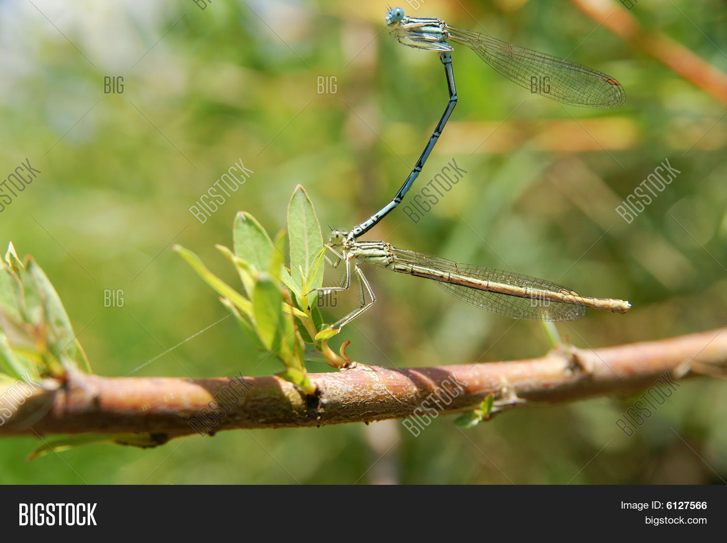 dragonflies during the mating season stock photo stock dragonflies during the mating season stock photo stock