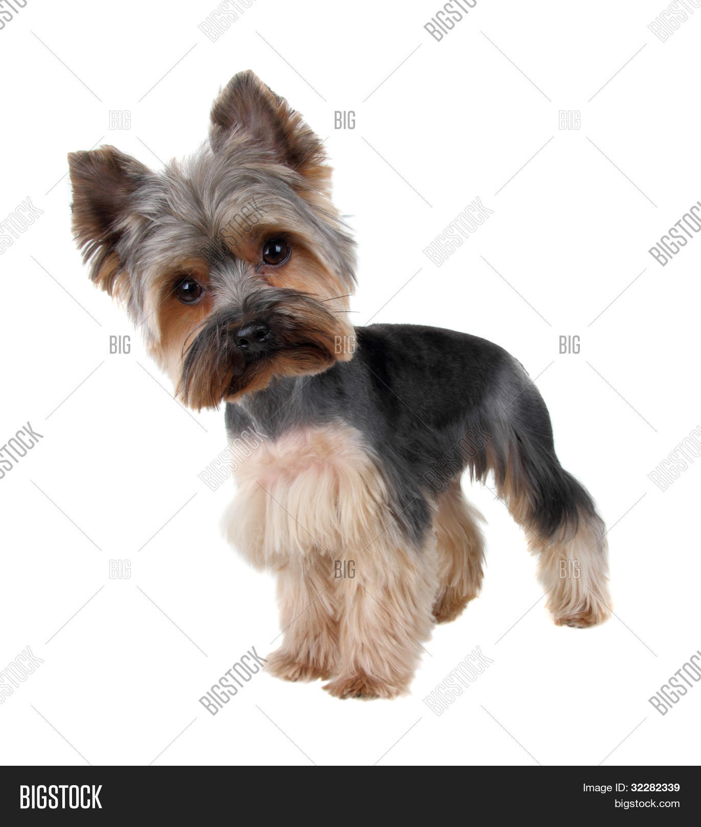 corte de pelo yorkshire terrier cortes yorkies pictures cortes yorkies pictures cortes corte de pelo yorkshire terrier cortes yorkies pictures cortes yorkies pictures cortes