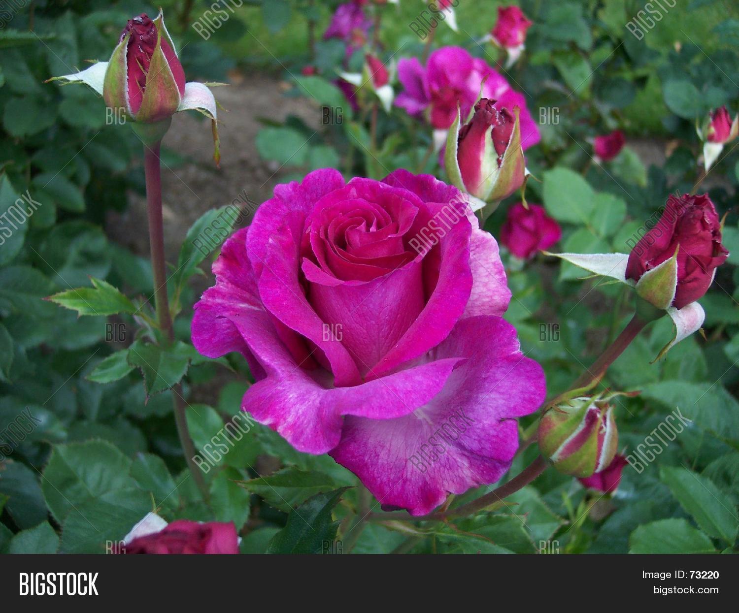 Pink Rose Bush Image & Photo Bigstock