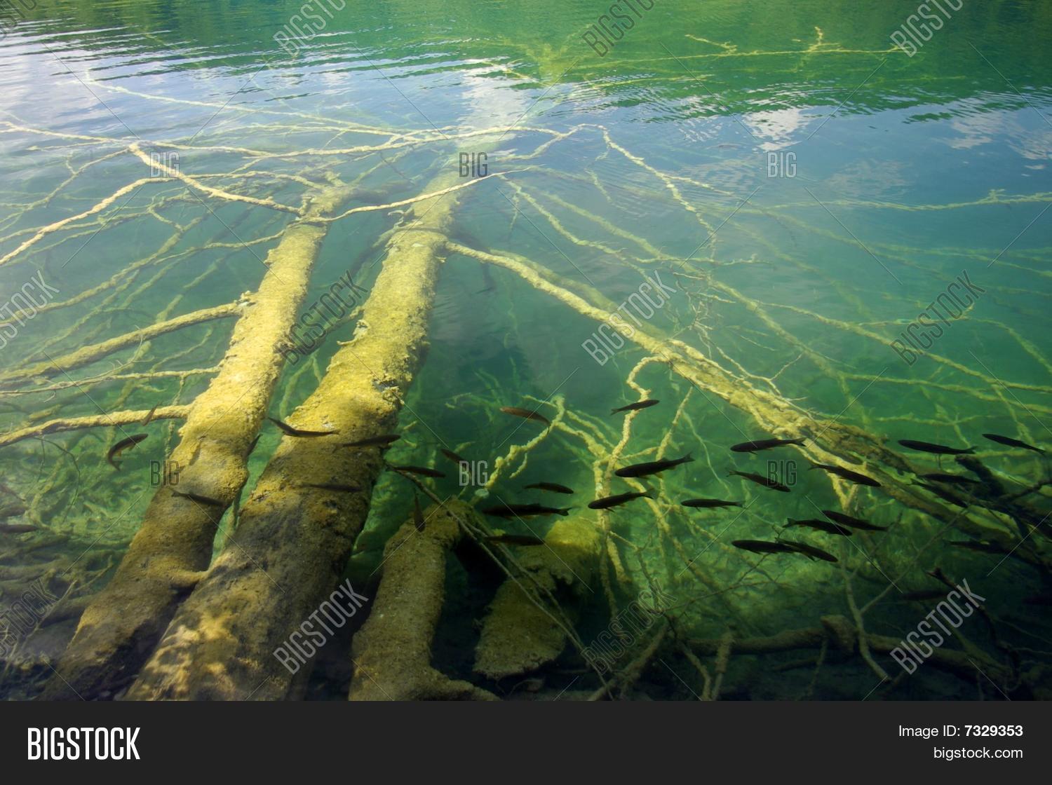 Underwater Trees Image & Photo Bigstock