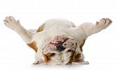 pic of english  - english bulldog laying upside down on his back with reflection on white background - JPG 