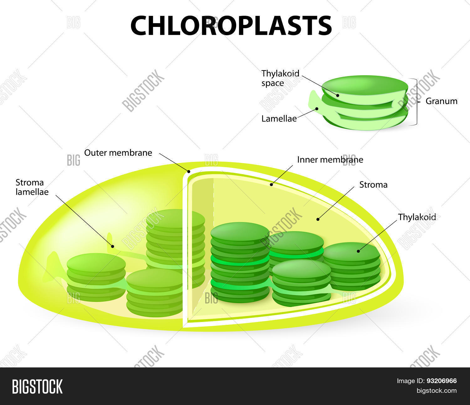 Structure Chloroplast Vector U0026 Photo