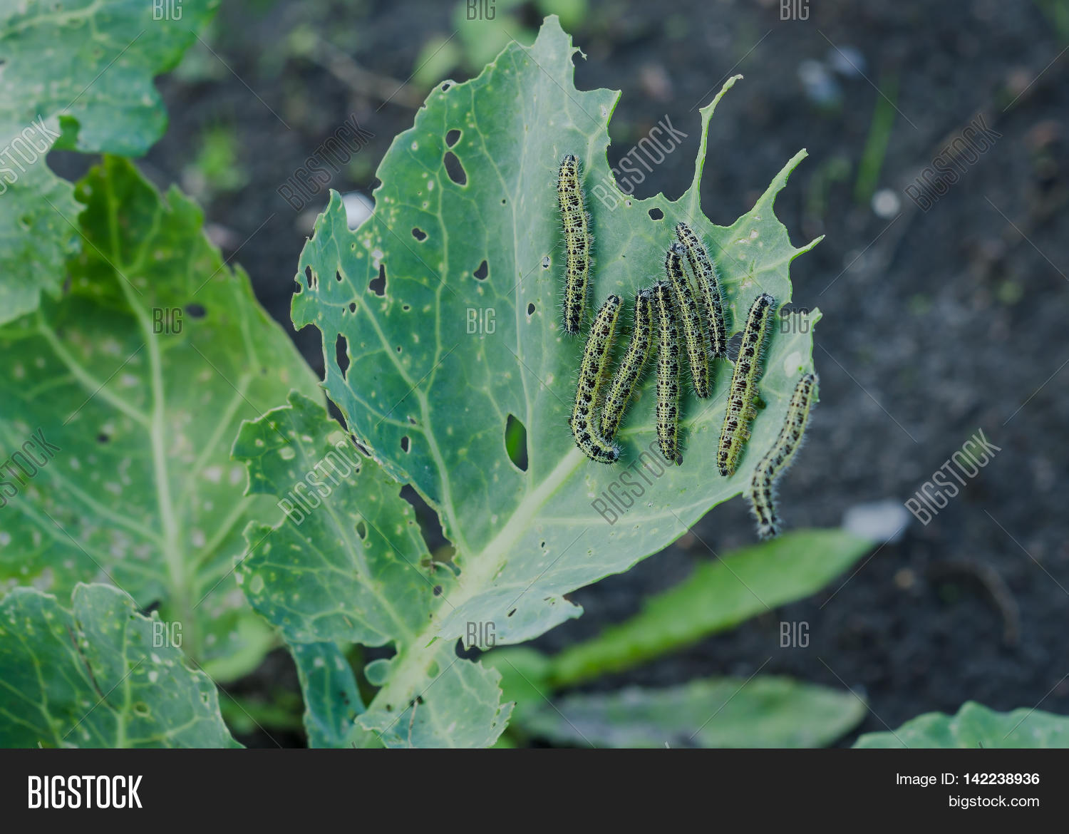 Close Cabbage Caterpillars Eating Image & Photo Bigstock
