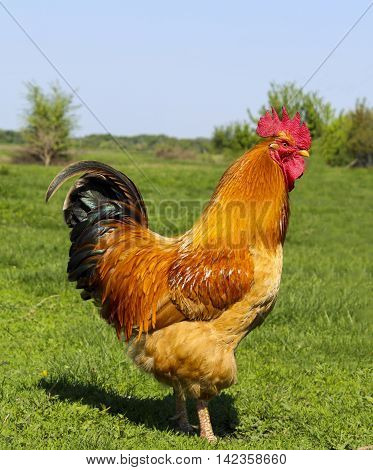 Big brown cocks Big brown cocks