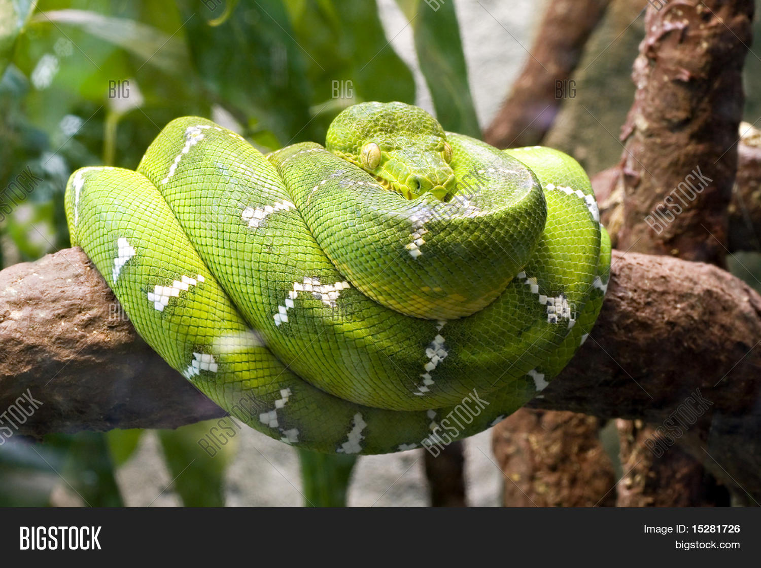 Emerald boa constrictor also known as the green tree boa. Stock Photo