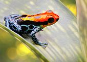 pic of animals  - poison arrow frog bright red and blue - JPG 