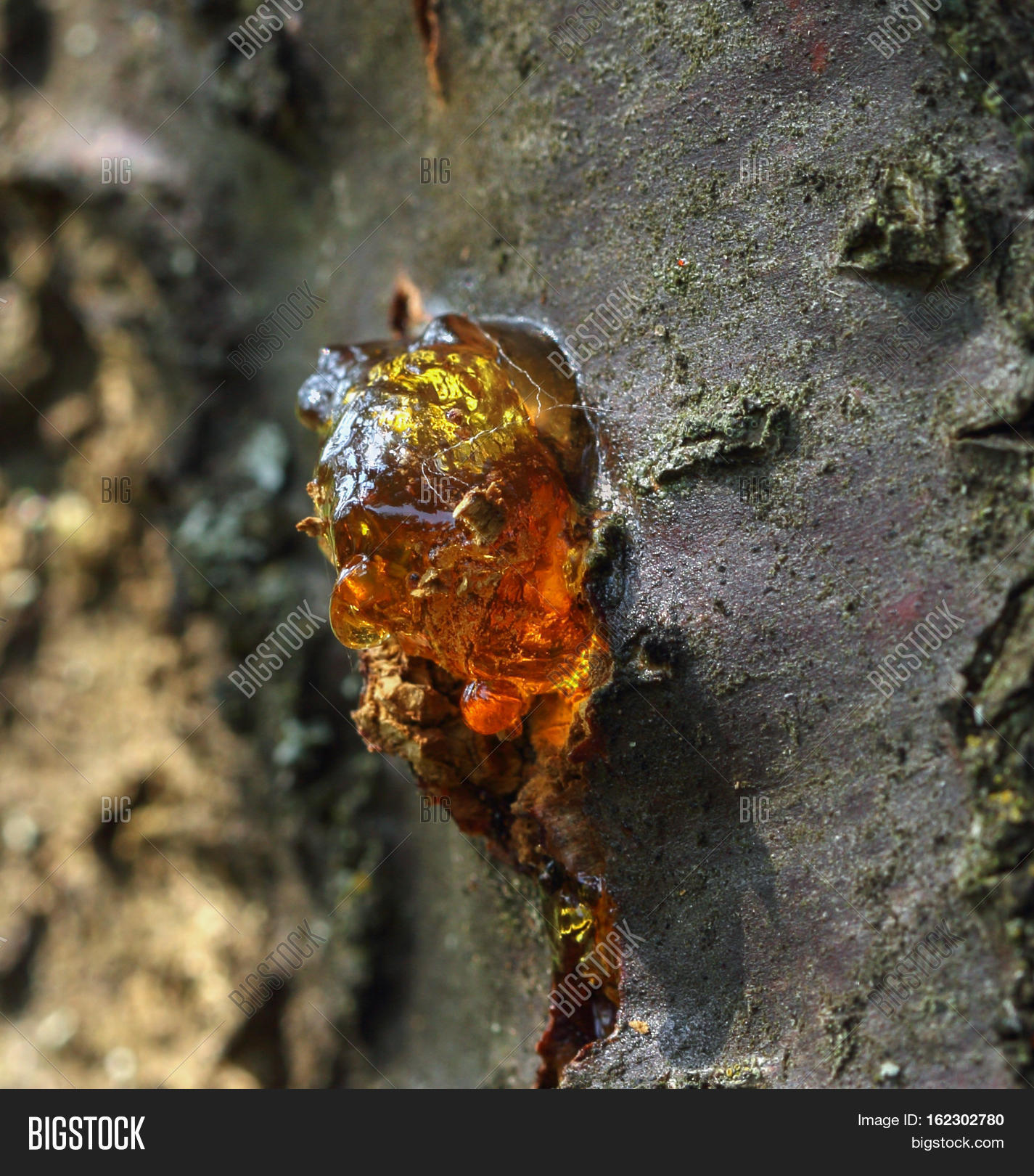 Sticky Resin Vivid Colors On Tree Image & Photo Bigstock