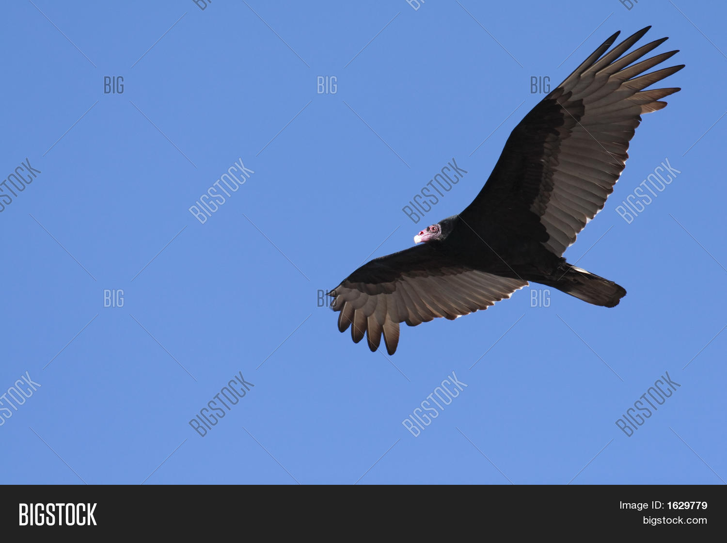 Soaring Turkey Vulture Image & Photo Bigstock