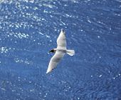 image of blue sky  - Flying seagull over sea waves - JPG 