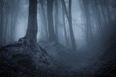 stock photo of nature  - Dark blue fog in a mysterious forest - JPG 
