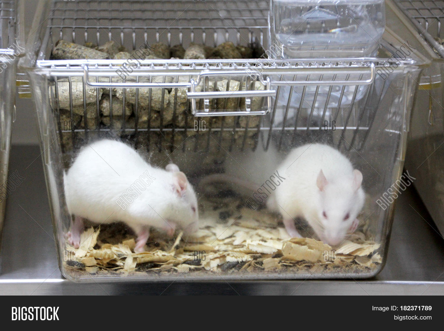 Laboratory Rats.White Albino Image & Photo Bigstock