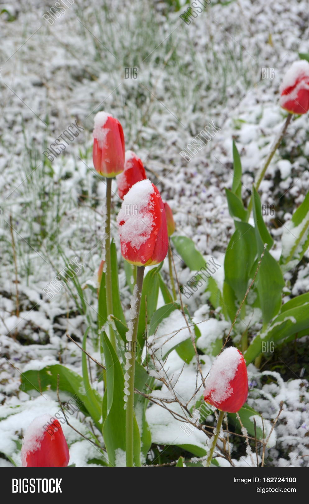 Red tulips in the cold spring in the snow flowers in the garden Stock