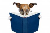 picture of newspaper  - reading a book dog with glasses and looking - JPG 